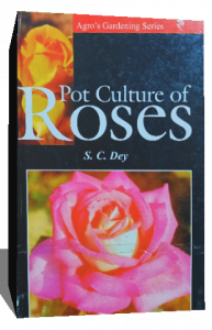 pot culture of roses