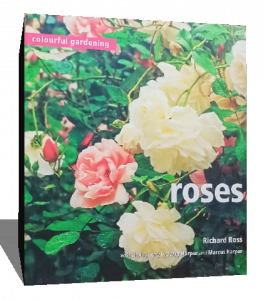 roses colourful gardening